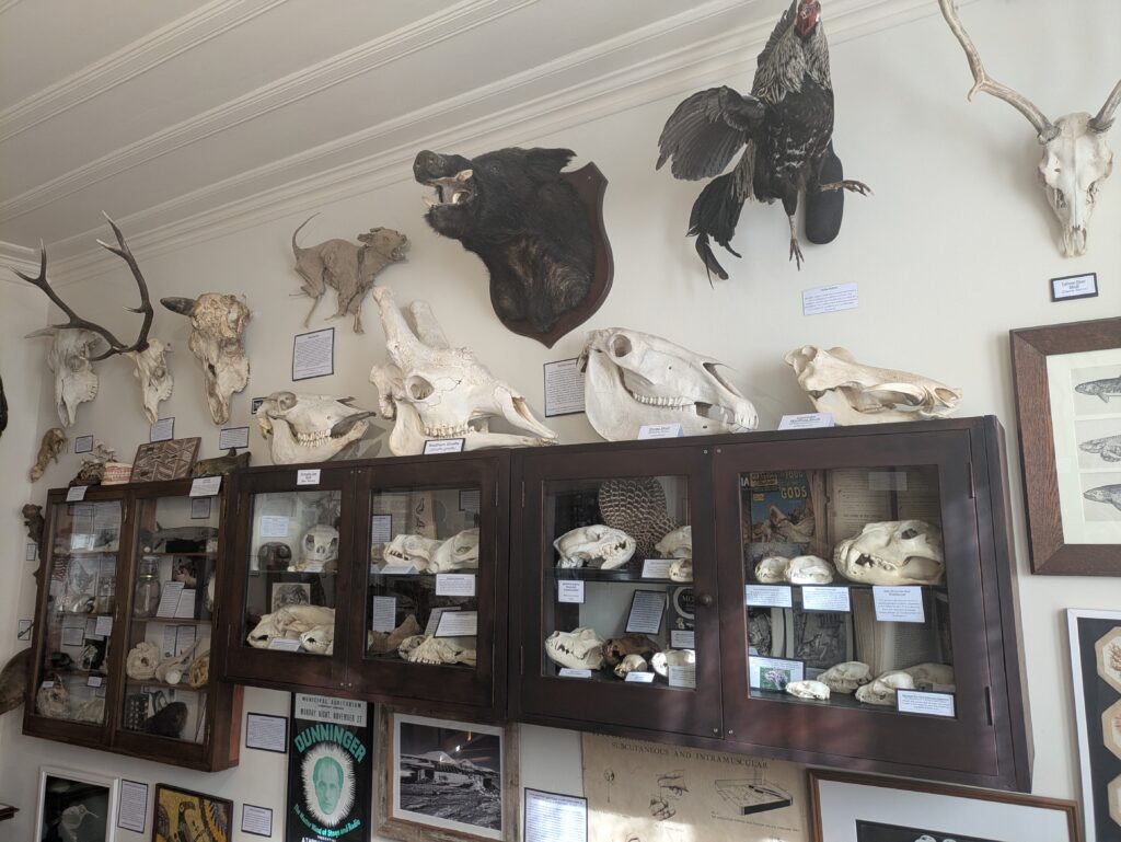 The Dunedin Museum of Natural Mystery